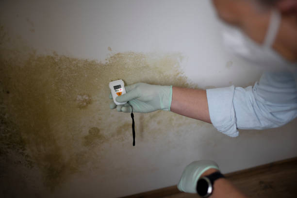 Best Local Mold Removal Service  in Waymart, PA