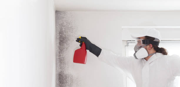 Best Attic Mold Removal  in Waymart, PA