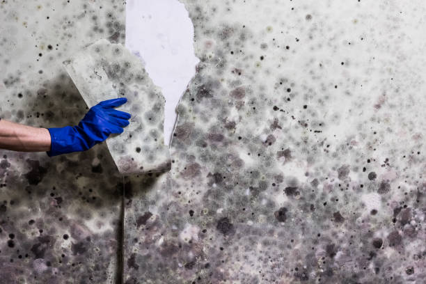 Best Mold Remediation  in Waymart, PA
